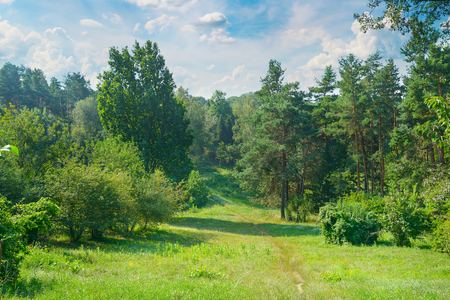 Natural forest with coniferous and deciduous trees, meadow and footpaths. Summer. A bright sunny day.の写真素材