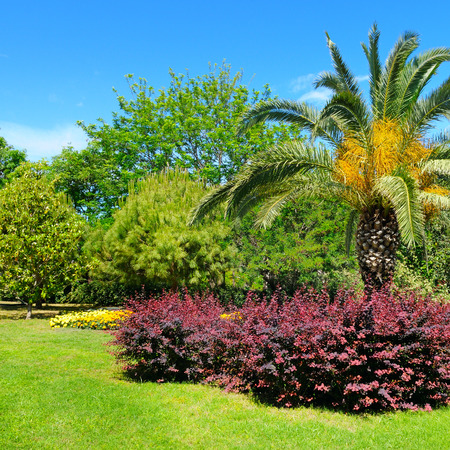 Tropical park with palm trees and flower gardens. A bright sunny day.の写真素材