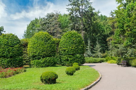 Summer park,hedge, green meadow and blue sky. A bright sunny day.の写真素材