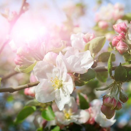 Flowers of an apple tree in the rays of a bright sun. Shallow depth of field. Focus on the front flowers.の写真素材