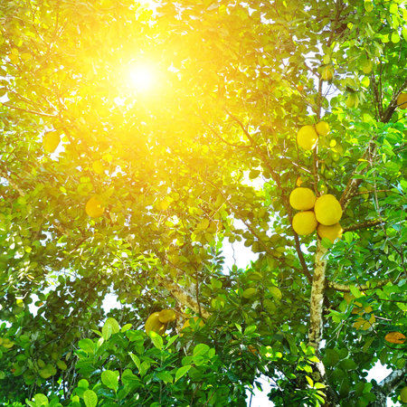 Breadfruit (Artocarpus altilis) tree with ripe fruits. The rays of the bright sun shine through the...