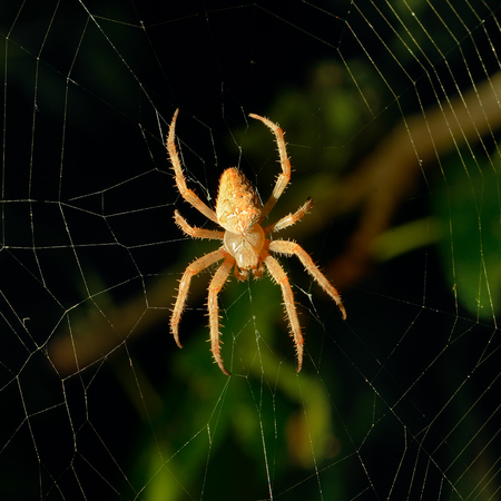Dangerous spider on web background. Night photo.の写真素材