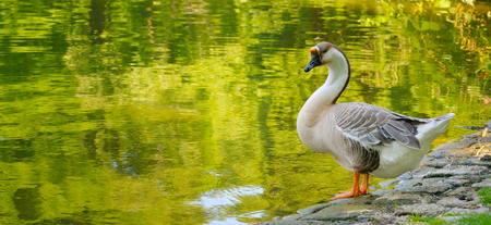 Gray goose against the backdrop of a lake in a summer park. Wide photo.の写真素材