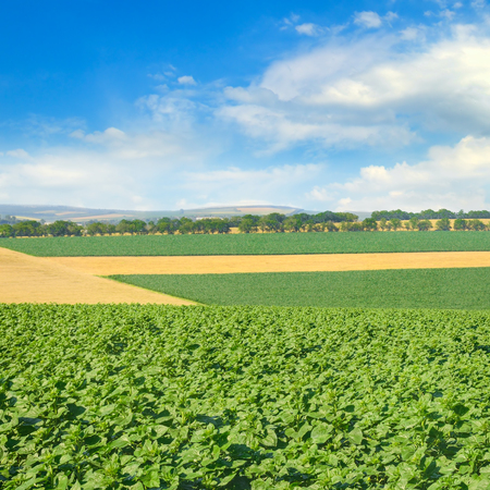 Green field and blue sky with light clouds. Agricultural landscape.の写真素材
