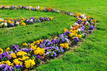Summer flower bed and green lawn. Beautiful floral pattern of multi-colored violets.の写真素材