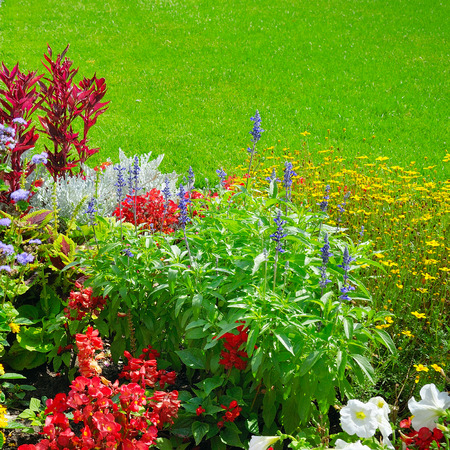 Summer flower bed and green lawn. Floral pattern of multi-colored violets.の写真素材