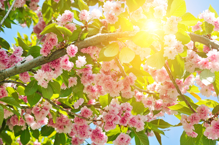 Cherry Blossom or Sakura flower on nature background. Flowers and leaves of the tree illuminate the sun.の写真素材