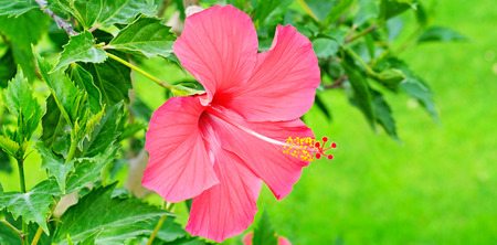 Red hibiscus flower on a green background. In the tropical garden. Wide photo.の写真素材