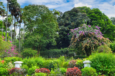 Magnificent tropical park with beautiful trees and flowers.の写真素材