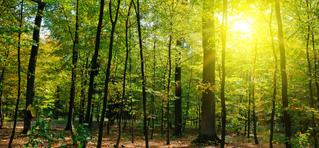 Autumn forest, yellow leaves and the sun set. Wide photo.の写真素材