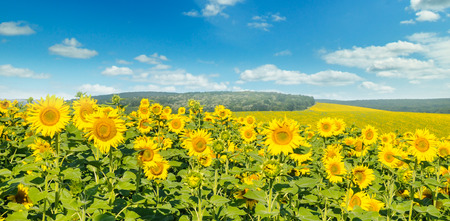 Field with blooming sunflowers and cloudy sky. Agricultural landscape. Wide photo.の写真素材