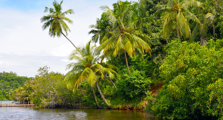 Tropical palm forest on the river bank. Sri Lanka. Wide photo.の写真素材