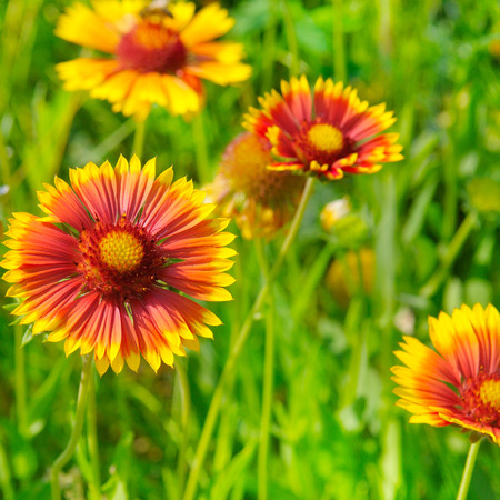 Beautiful gerbera flower blooming background.selective focus.の写真素材