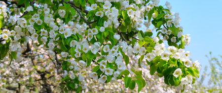 Flowering branch of pear blooming spring garden. Flowers pears close-up. Blurred background. Wide photo.の写真素材