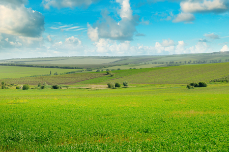 green field and blue sky with light cloudsの写真素材