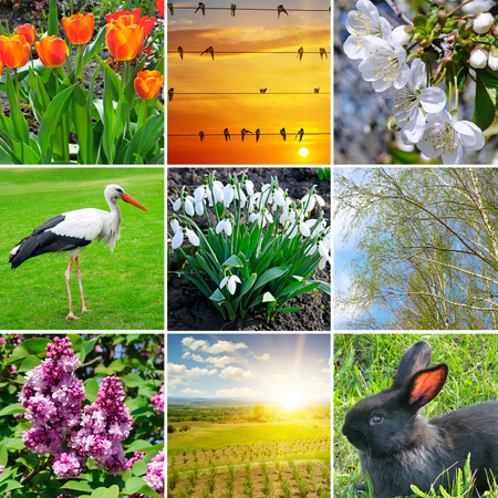 Flowering flowers, trees and migratory birds. Collage on the theme of spring.の写真素材