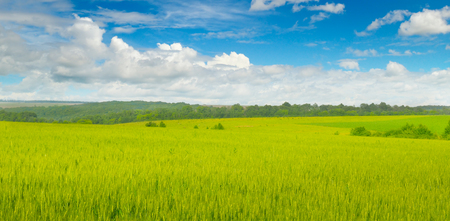 Wheat field and blue sky with light clouds. Wide photo.の写真素材