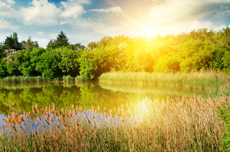 A picturesque lake overgrown with reeds. On the shore a forest grows. In the blue sky a bright sunrise.の写真素材