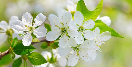 Spring flowers. Beautifully blossoming tree branch. Cherry - Sakura and sun with a natural colored background. Wide photo.の写真素材
