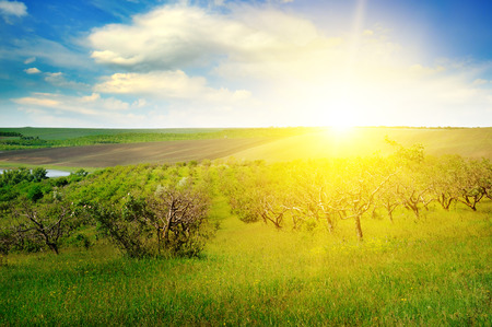 Garden with fruit trees and sunrise. Orchard in the spring season.の写真素材