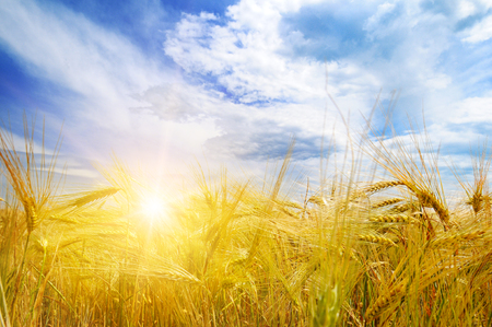 Agricultural landscape. Wheat field and sunrise in the blue sky.の写真素材