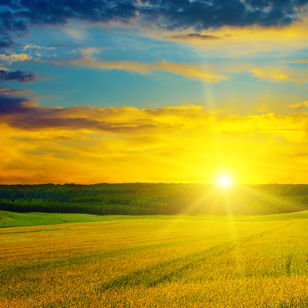 Agricultural landscape. Wheat field and a delightful sunrise.の写真素材