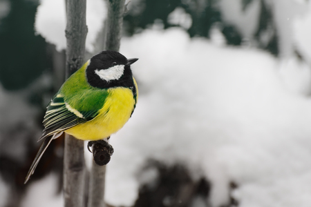 Titmouse sits on a tree branch in winter.の写真素材