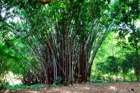 Bamboo branch in bamboo forest, beautiful green nature background. Sri Lanka.の写真素材