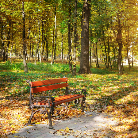 Beautiful autumn park with paths and benches. Bright yellow leaves and a bench illumination by solar beams.の写真素材