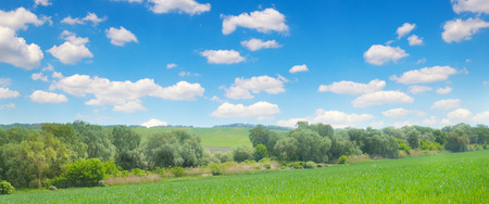 Green field and blue sky with light clouds. Agricultural landscape. Wide photo.の写真素材