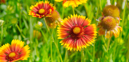 Beautiful gerbera flower blooming background.selective focus. Wide photoの写真素材