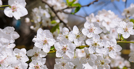 Spring flowers. Beautifully blossoming tree branch. Cherry - Sakura and sun with a natural colored background. Wide photoの写真素材