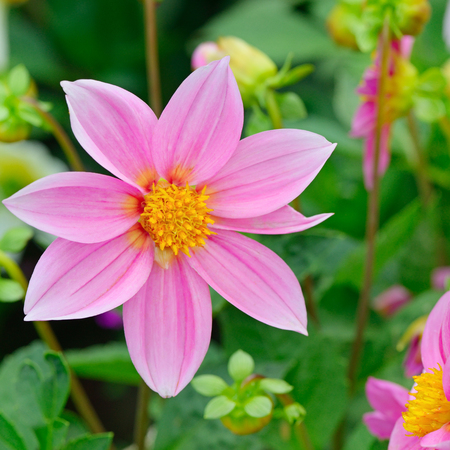 Dahlia on background of flowerbeds. Focus on flower. Shallow depth of field.の写真素材