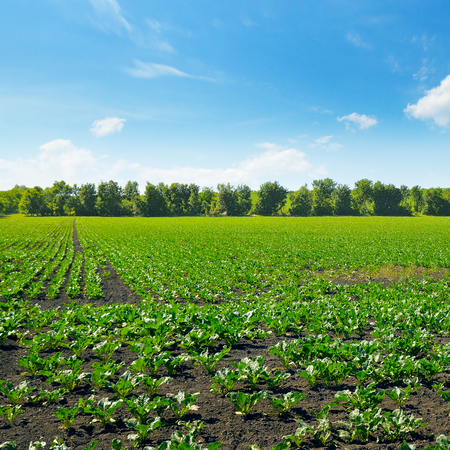 Picturesque green beet field and blue sky with light clouds. Agricultural landscape.の写真素材