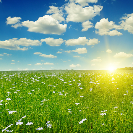 Field with flowering flax and sunrise on blue sky.の写真素材