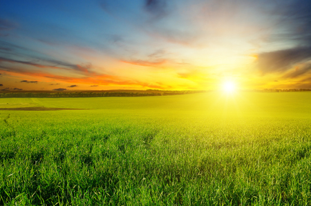 Green field and blue sky with light clouds. Above the horizon is a bright sunrise. Agricultural landscape.の写真素材