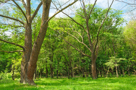 Forest in spring with green trees and bright sun day.の写真素材