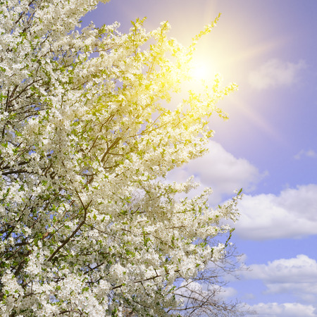 Spring flowers. Beautifully blossoming tree branch. Cherry - Sakura and sun with a natural colored background.の写真素材
