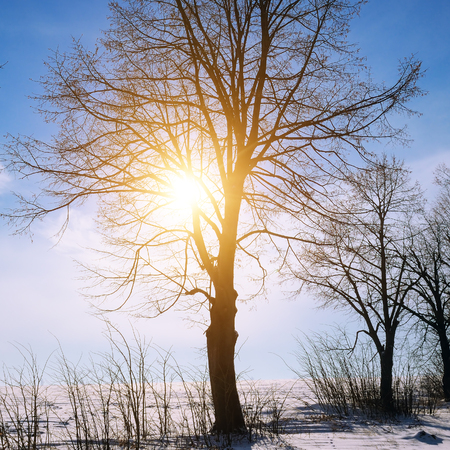 Winter landscape. Sunrise . The fields and trees are covered with snow.の写真素材