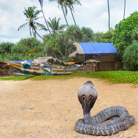 King cobra in the wild nature. Sri Lanka.の写真素材