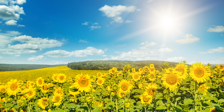 Field with blooming sunflowers and sun on cloudy sky. Agricultural landscape. Wide photo.の写真素材