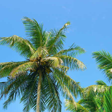 Tropical palm trees against the blue sky.の写真素材