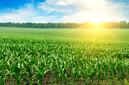 Green field with corn. Blue cloudy sky. Sunrise on the horizon.の写真素材