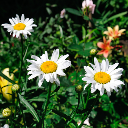 White garden daisy in a flower bed. Selective focus.の写真素材