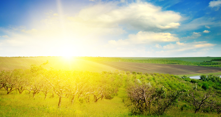 Garden with fruit trees and sunrise. Orchard in the spring season. Wide photo.の写真素材