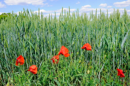 Green field and blue sky. Against the background of wheat ears bright scarlet poppies.の写真素材