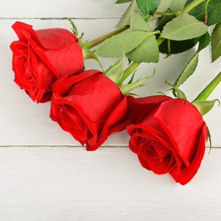 Beautiful red roses on a white wooden background. Flat lay, top view. Free space for text.の写真素材