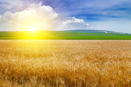 Agricultural landscape. Wheat field and a delightful sunrise.の写真素材