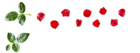 Flowers composition. Petals of a red rose isolated on white background. Flat lay, top view. Wide photo. Free space for text.の写真素材