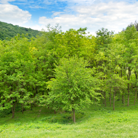 Forest in spring with green trees and bright sun day.の写真素材